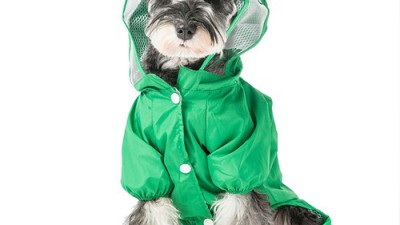 🐶 비 오는 날 산책 필수템! 강아지우비우산 찐후기 & 꿀팁 대방출 ☔️